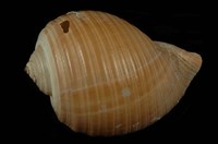 藏品(褐鶉螺)的圖片